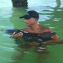 Dolphin rescued from crab trap under Florida pier