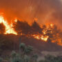Turkey forest fire under control: Minister
