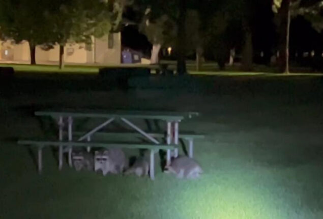 Watch: Colorado police disperse ‘suspicious’ raccoons from park