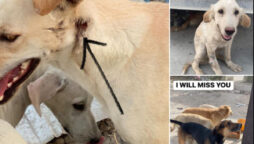 Gunmen in Qatar kill 29 dogs, including puppies