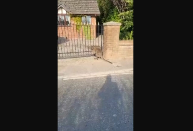 Watch: Wallaby caught on video wandering a village in England