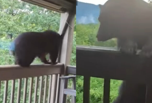 Woman uses “teacher voice” to scare off stray bear