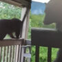 Woman uses “teacher voice” to scare off stray bear
