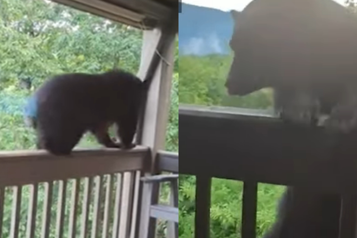 stray bear