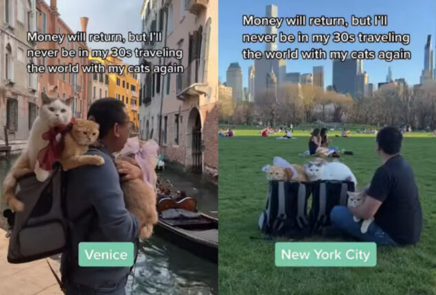 Viral: Video of a man travelling globe with three cats has captivated Internet