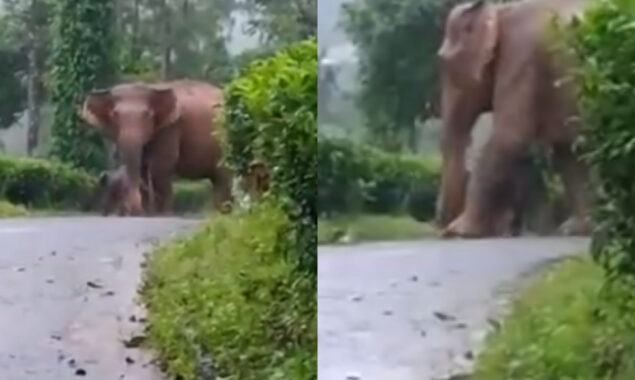 Mother elephant loves for protects her calf from rain, Watch