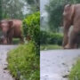Mother elephant loves for protects her calf from rain, Watch
