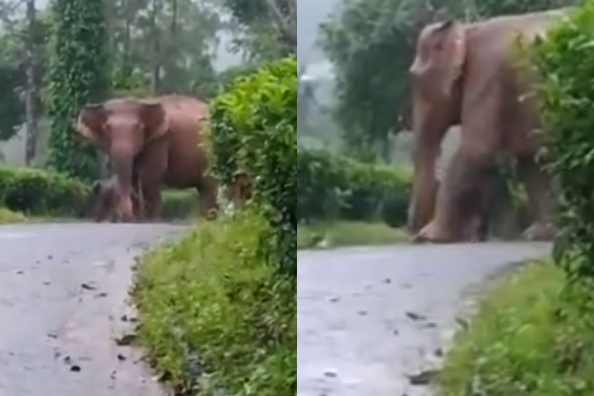 Mother elephant