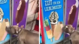Viral: Poor dog licks poster ice cream thinking it’s real