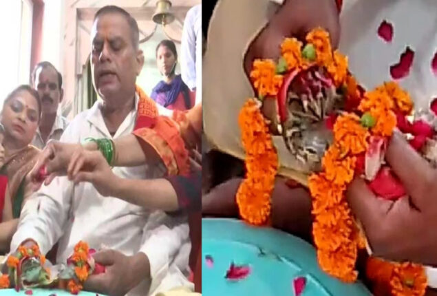 Frogs wedding off in Gorakhpur in effort to ‘Please Rain Gods’