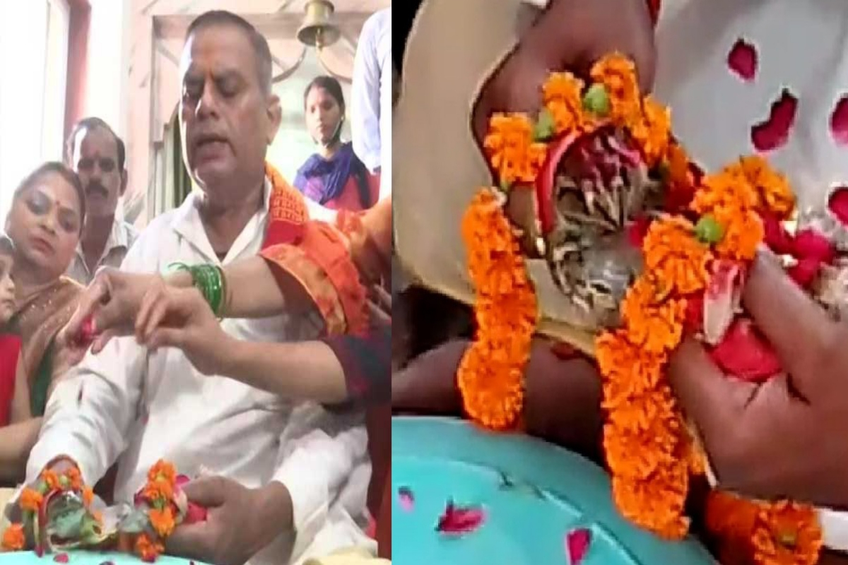 frogs wedding