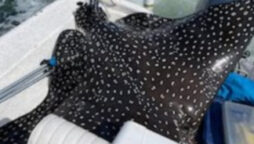 Eagle ray