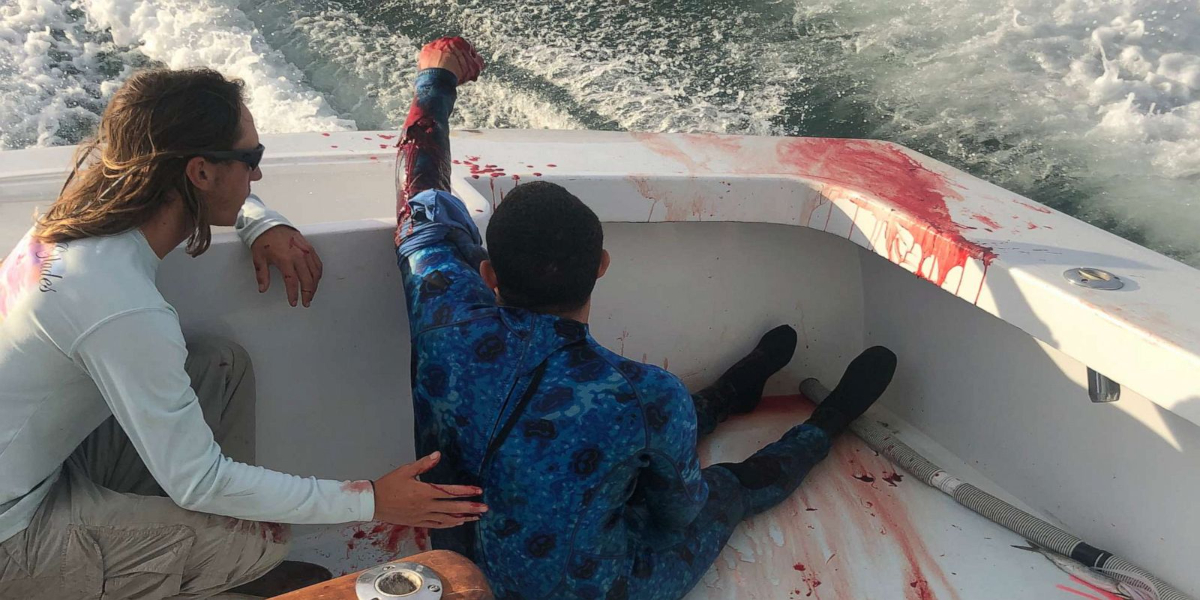 shark attack