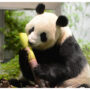 Fossil discovery solves mystery of how pandas became vegetarian