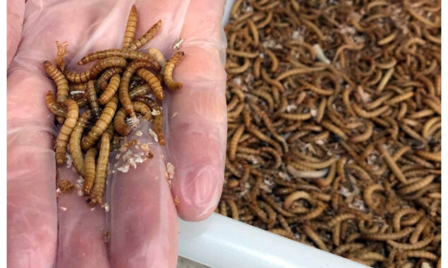 South African entrepreneur seeks to turn caterpillars into tasty snacks