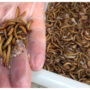 South African entrepreneur seeks to turn caterpillars into tasty snacks