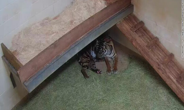 Oklahoma City Zoo rejoices over Sumatran tiger twins