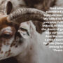 Eid al-Adha 2022: History & importance of Bakrid’s animal sacrifice