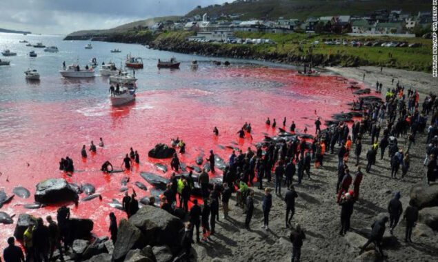 Faroe Island yearly whale hunt kills 500 dolphins