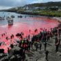 Faroe Island yearly whale hunt kills 500 dolphins