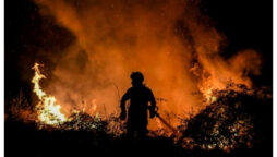 Forest fires