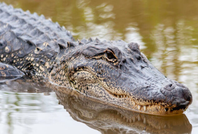 Florida woman attacked by alligators identified