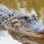 Florida woman attacked by alligators identified