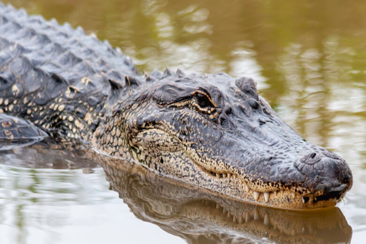 Florida woman