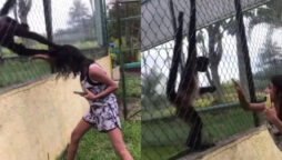 GIRL nearly loses her scalp while teasing a spider monkey in a zoo in Mexico