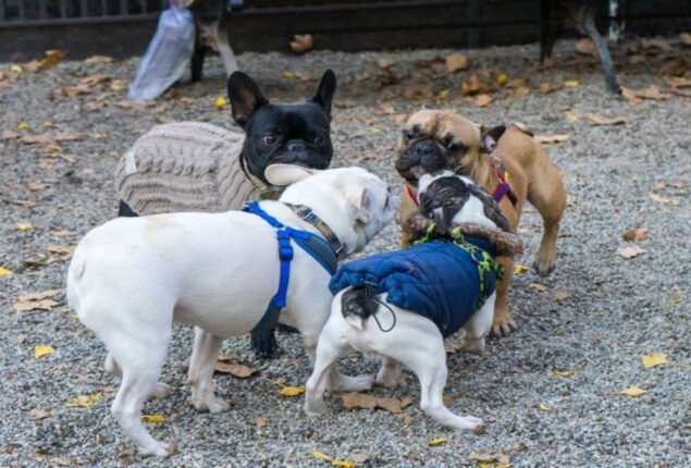 Online controversy over NYC French bulldogs meetup