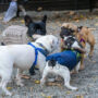 Online controversy over NYC French bulldogs meetup