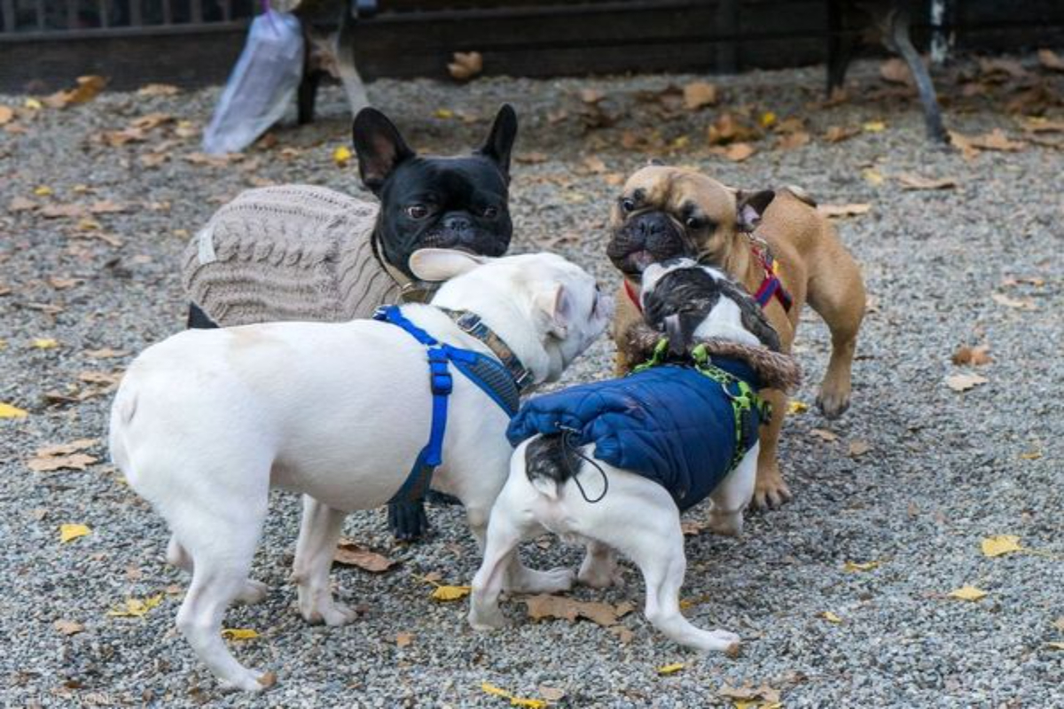 French bulldogs