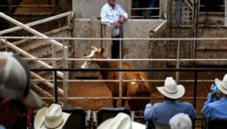 US farmers sell cows