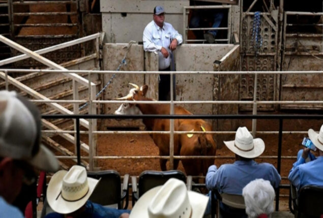 US farmers sell cows