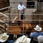 Increasing drought conditions across US cause farmers to sell cows