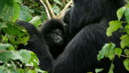 Congo’s Virunga park is auctioning oil permits, endangering gorillas