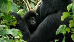 Congo
