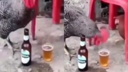 Watch Video: Chickens casually drink beer from glass