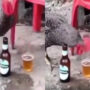 Watch Video: Chickens casually drink beer from glass