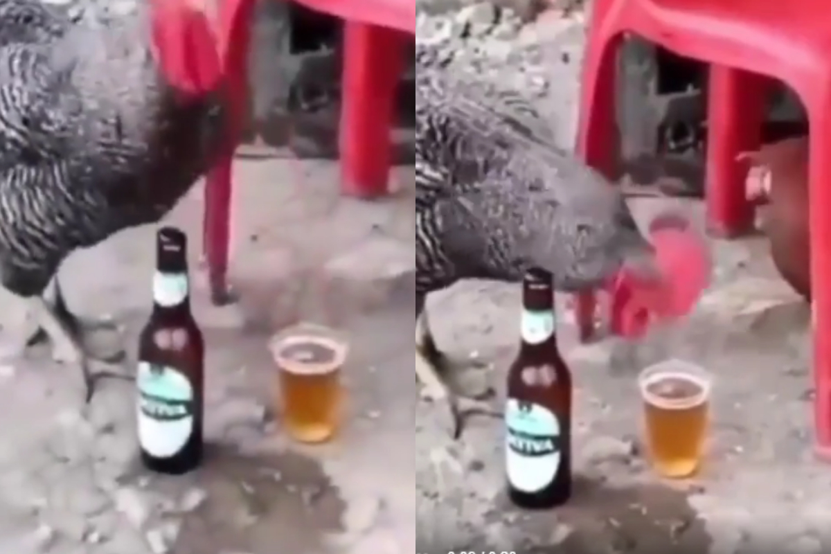 drink beer