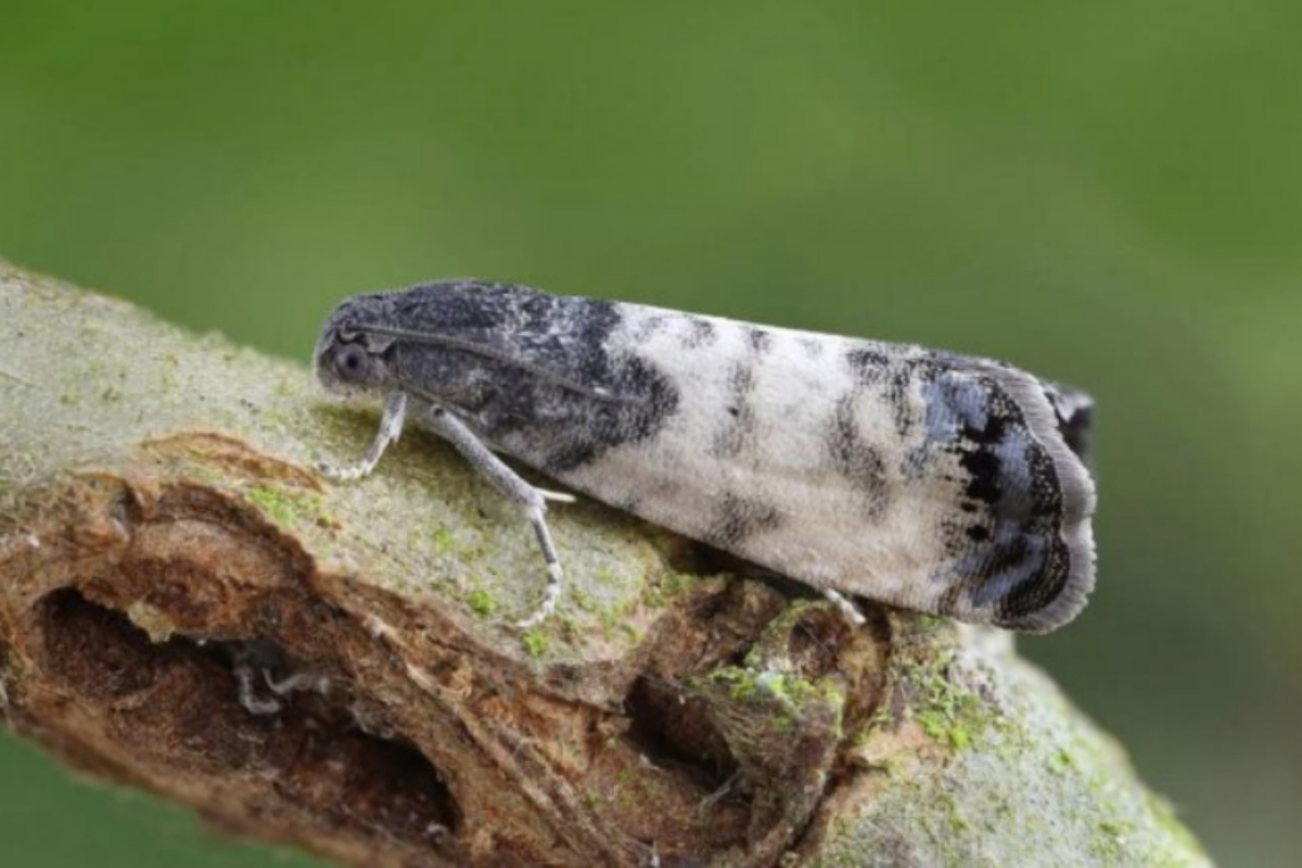 moth