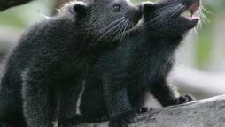 binturongs babies