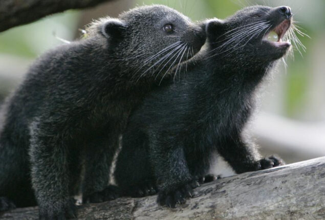Michigan zoo reports two binturongs babies birth