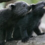 Michigan zoo reports two binturongs babies birth