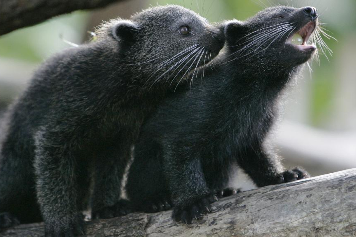 binturongs babies