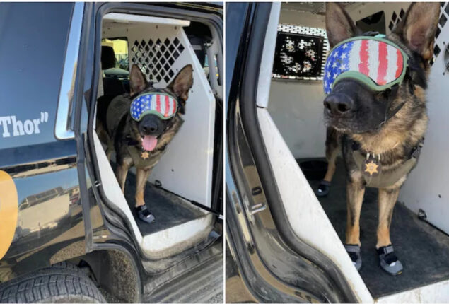 US police dog gets sunglasses and shoes for heatwave