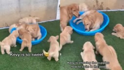 Golden Retriever teaches puppies to swim