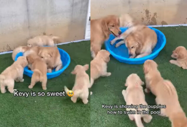 Golden Retriever teaches puppies to swim