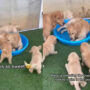 Golden Retriever teaches puppies to swim