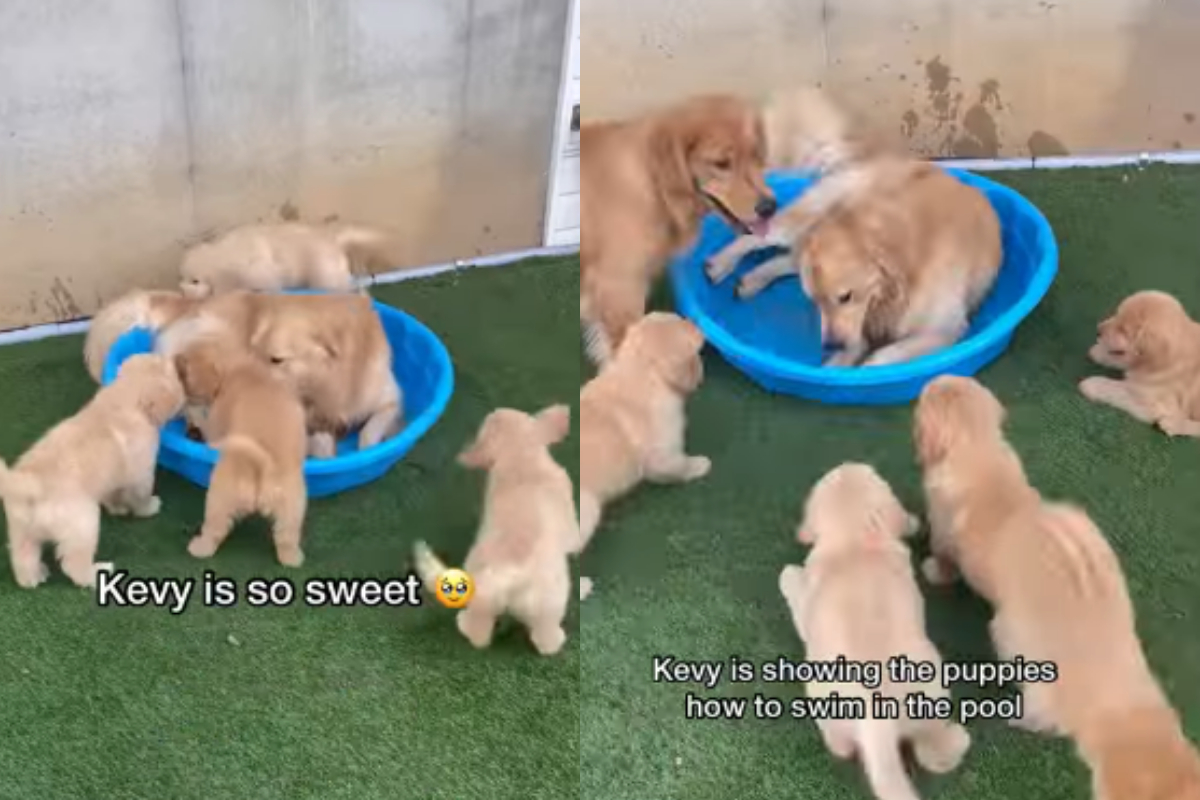 Golden Retriever